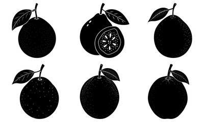 Elegant pomelo designs, fresh citrus fruit graphic, modern botanical elements, vibrant culinary illustration, healthy food icon, vector art creation