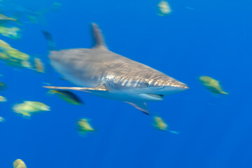 Motion Blur Silky Shark underwater