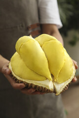 Fresh Golden Durian Fruit Segments Held in Hands - Tropical Asian Delicacy with Creamy Texture
