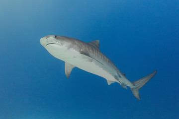 Tiger Shark Maldives