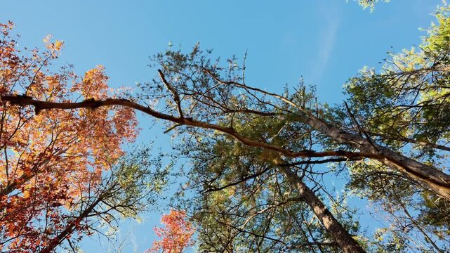 POV view skywards at pine tree tops with autumn foliage on sunny day. while going under trees crowns