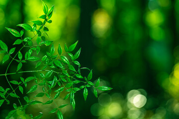 Green nature background. Soft blurred of green forest. Eco environment with green foliage. Green leaves in natural light.