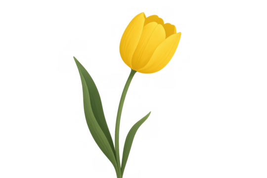 Yellow tulip developing a flower head, showing a green stem and leaves, representing spring and new life, transparent background