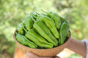 Fresh Green Tiger Peppers in Wooden Bowl - Healthy Organic Vegetable Harvest