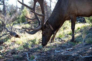 Wild elk grazing in forest. Majestic deer with large antlers. Peaceful wildlife with deer in nature. Deer feeding among trees and sunlight. Elk with grazing in sunlight. Wild deer feeding in forest.