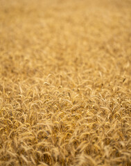 Obraz premium Ear of wheat background. Countryside landscape with ears of wheat and farmland in the background. Farm scene with golden ears of wheat. Wheat field with detailed ears.