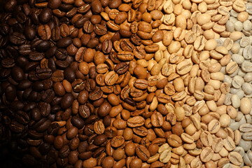 Stages of coffee roasting from raw green to dark beans. Texture coffee beans at different roast levels. Closeup of green and roasted coffee beans. Organic coffee background showing color transition.