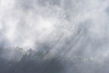 Mysterious and dramatic sky with sunbeam breaking through moody cloud and fog. light ray shines over dark forest silhouette, creating an ethereal and atmospheric background