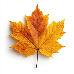 Fototapeta premium Vibrant autumn maple leaf in rich yellow and orange tones, isolated on clean white background with soft pastel effect, symbolizing seasonal change, nature’s beauty, and fall foliage in detailed close-
