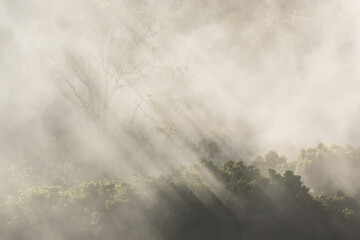 Ethereal sunbeam and light ray piercing through mysterious fog in serene morning forest. An atmospheric landscape showing beautiful, peaceful nature background