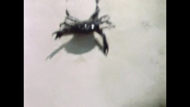 Man plays with crab during beach vacation. Coast leisure, entertainment. Person gently prodding small black arthropod on sunny seaside, summer time. Old film. Archival retro 1960s. Vintage archive.