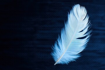 Obraz premium Semi Conceptual Lighting concept. Blue feather on a dark background, showcasing delicate details.