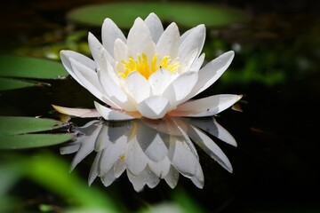 Discover luminous night blooming cereus flowers in full bloom, a captivating botanical display perfect for nature enthusiasts and floral designers