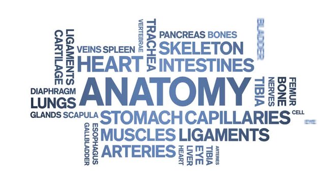 Anatomy animated word cloud-text design animation tag kinetic typography seamless loop.