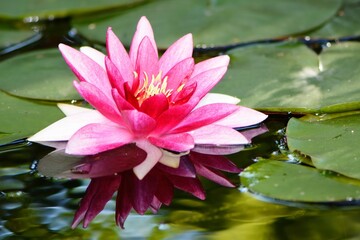 Discover luminous night blooming cereus flowers in full bloom, a captivating botanical display perfect for nature enthusiasts and floral designers