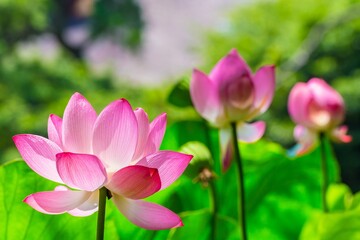 Discover luminous night blooming cereus flowers in full bloom, a captivating botanical display perfect for nature enthusiasts and floral designers