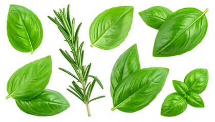 Fototapeta premium Fresh Herbs - Basil and Rosemary on White Background.