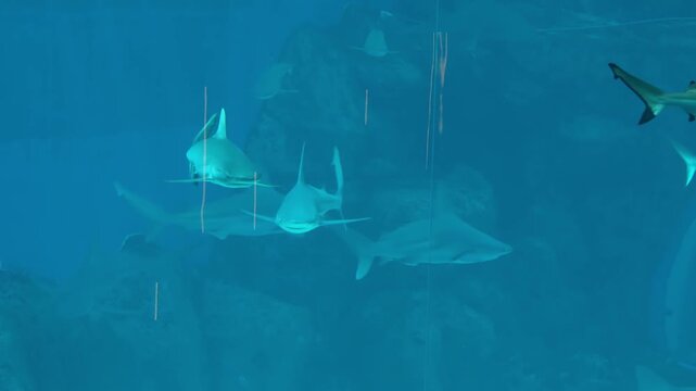 An oceanic whitetip shark gliding through open blue water known for its distinctive white tipped fins and powerful presence in the deep sea ecosystem