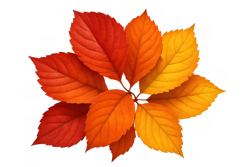 Autumn leaves gathering changing colors, creating a vibrant fall season display on transparent background