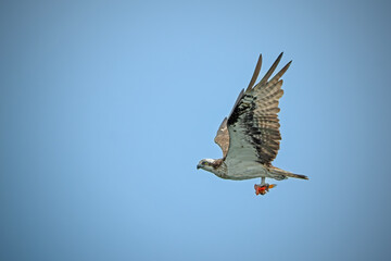 Osprey bird of prey Pandion haliaetus flying across