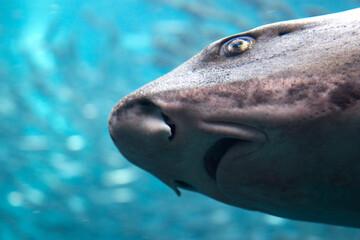 Naklejka premium Close-Up View of a Shark Swimming Underwater