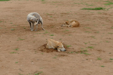 Dogs lying on the ground in Thailand