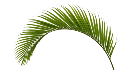Green palm leaf curved elegantly isolated on transparent background
