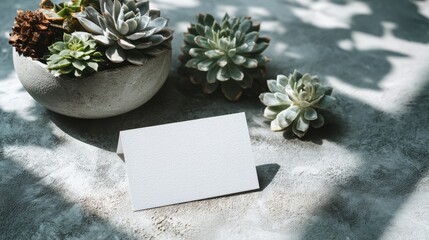 Blank white business card template on concrete surface with architectural shadows and succulent plants
