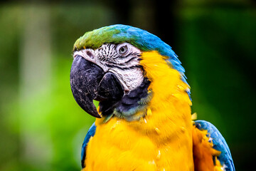 aras bleu ( equateur)