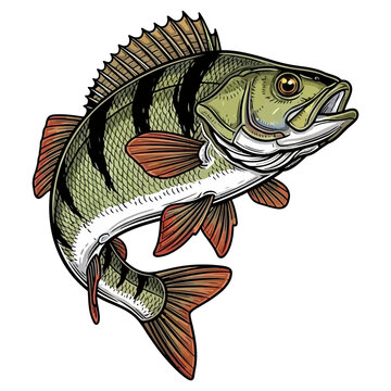 European perch fish fishing logo illustration vector image t shirt design