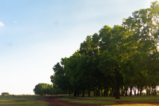 Grassland & Trees