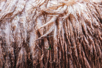 laine de lama ( perou)