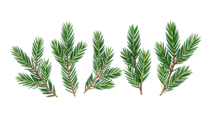 Festive evergreen branches for holiday crafts and seasonal designs now