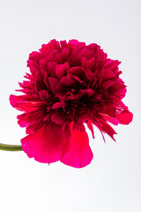 Bright red flower blooms with lush petals, creating a striking contrast against a clean background