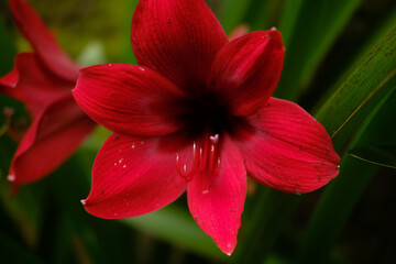Vibrant Red Amaryllis Bloom Elegant Flower Against Lush Green Nature.