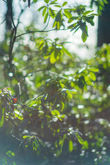 Bright green leaves shimmer as morning sunlight filters through the trees in a peaceful forest
