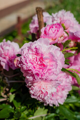 Bright pink peonies blossom vibrantly, showcasing nature's beauty in a sunny garden