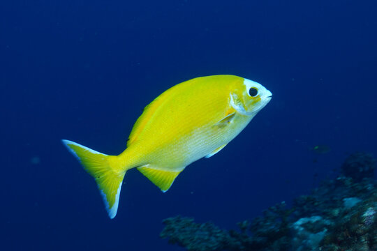 小笠原諸島　ミナミイスズミ　黄化個体　色彩変異