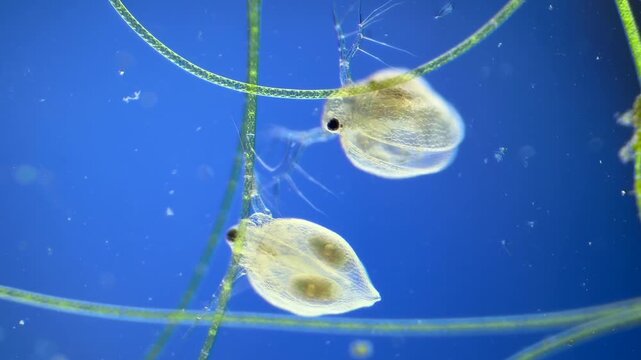Water Flea under the Microscope at 40x Magnification