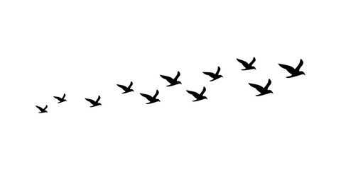 Set of minimalist bird icons with transparent background, depicting a flock in flight, freedom, migration, and natural wildlife silhouettes, vector illustration