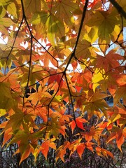 Vibrant Autumn Maple Leaves Backlit