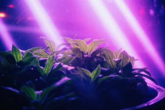 Purple light beams illuminate green leafy plants in a dark setting.