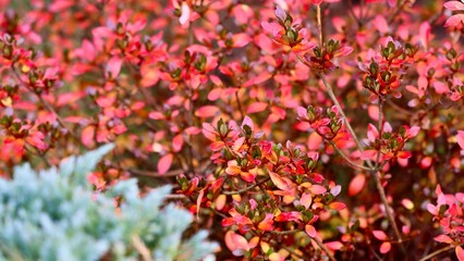 A vibrant closeup a shrub of Azalea Japanese Geisha Red with small leaves showing intense autumn colours, shades of deep pink and red with the softly blurred blue green foliage in the foreground.
