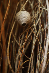 Close-Up of a Wasp Nest Among Twigs: Nature's Intricate Architecture