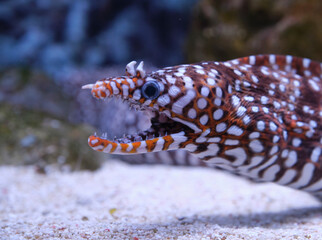 dragon moray eel checking surrounding