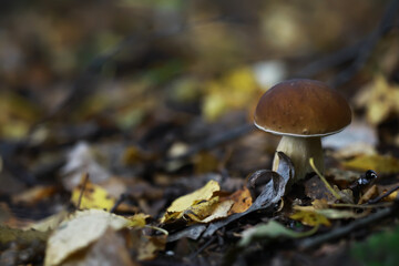 Wild Mushroom in Autumn Forest: Nature's Organic Beauty Amidst Fallen Leaves