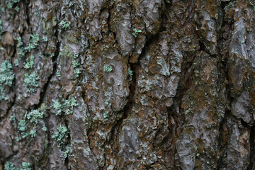 Close-Up of Tree Bark with Lichen Growth in Natural Forest Setting