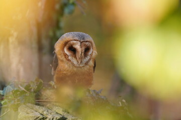 Artistic photo of a barn owl. A beautiful barn owl in the nature habitat. Tyto alba