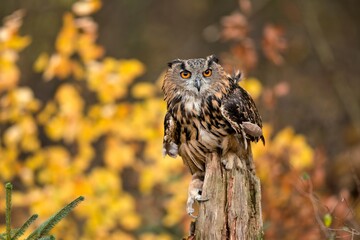 A beautiful eagle owl sits on a tree stump. Bubo bubo. Portrait of a large owl
