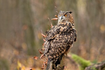 A beautiful eagle owl sits on a tree stump. Bubo bubo. Portrait of a large owl. 